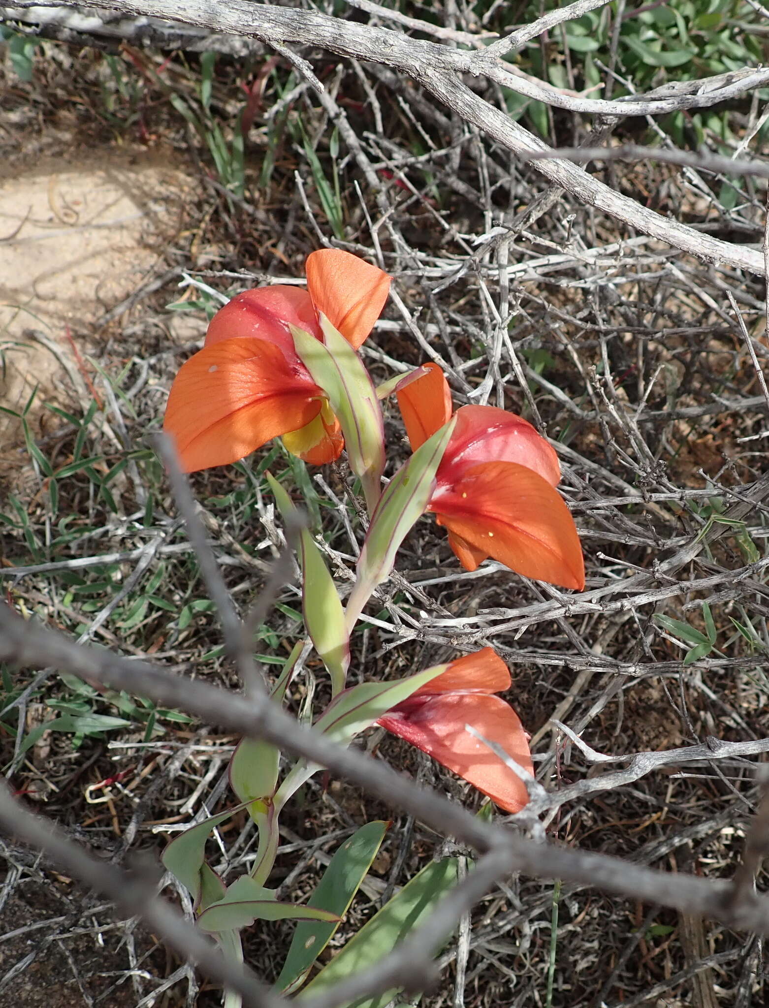 Imagem de Gladiolus equitans Thunb.