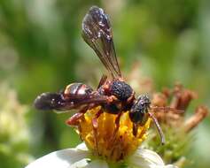 Image of Nomada fervida Smith 1854