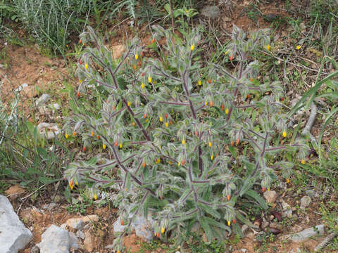 Image of Onosma graecum Boiss.