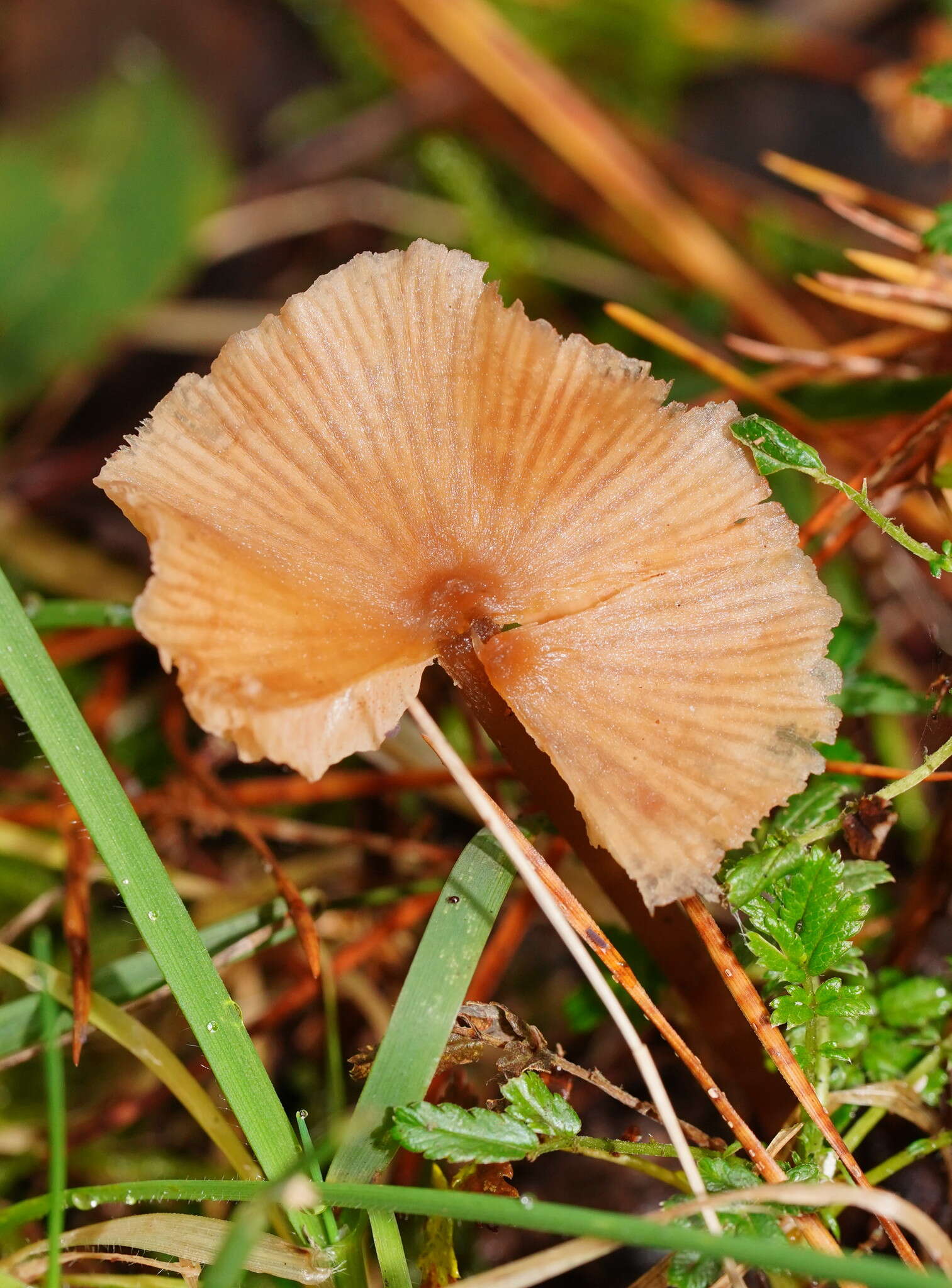 Image of Entoloma aromaticum E. Horak 1973