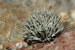 Image of roccella lichen