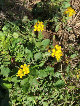 Image of Lescur's bladderpod