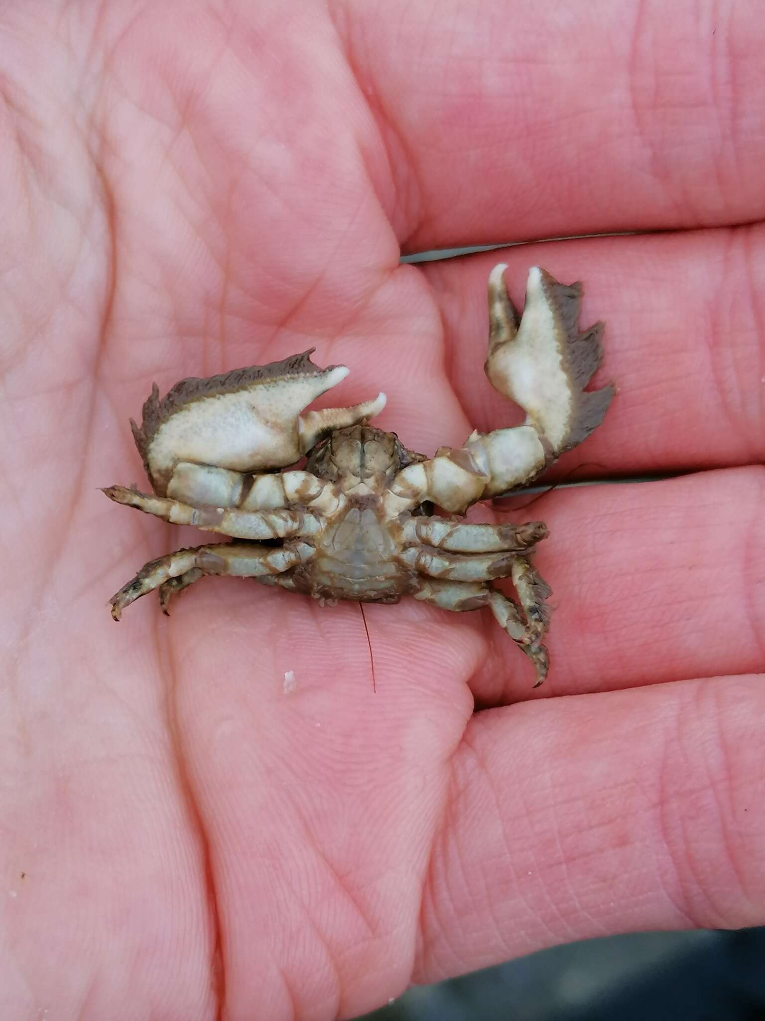 Image of broad-clawed porcelain crab