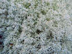 Image de Cladonia arbuscula subsp. mitis (Sandst.) Ruoss