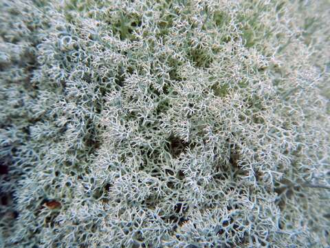 Image de Cladonia arbuscula subsp. mitis (Sandst.) Ruoss