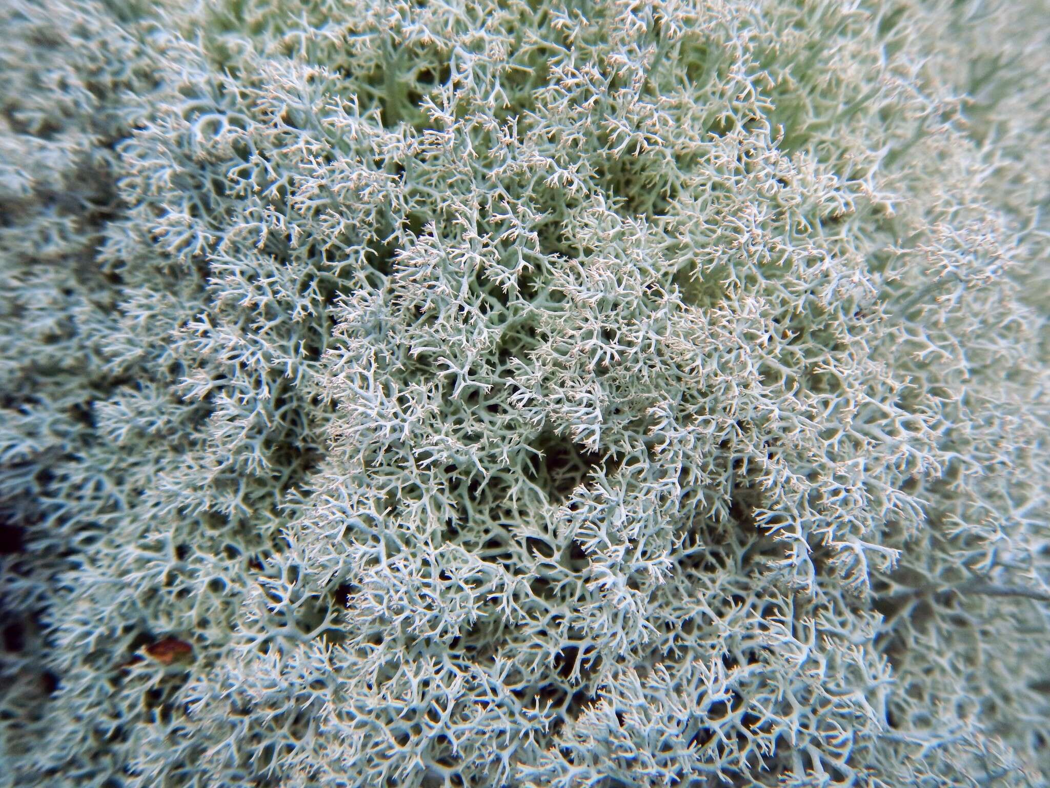 Image of reindeer lichen