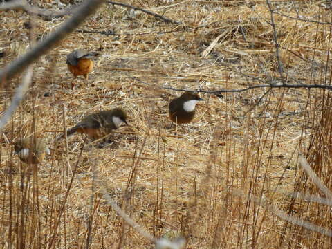 Image of White-throated Laughingthrush