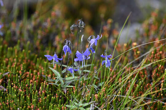 Imagem de Campanula expansa Rudolph