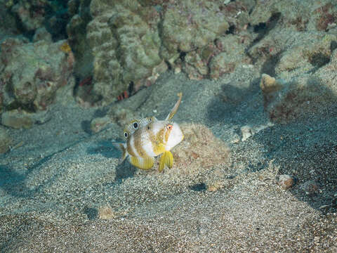 Image of Black-barred razorfish