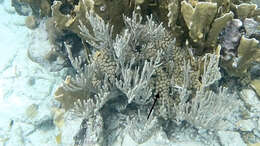 Image of Yellow Pencil Coral