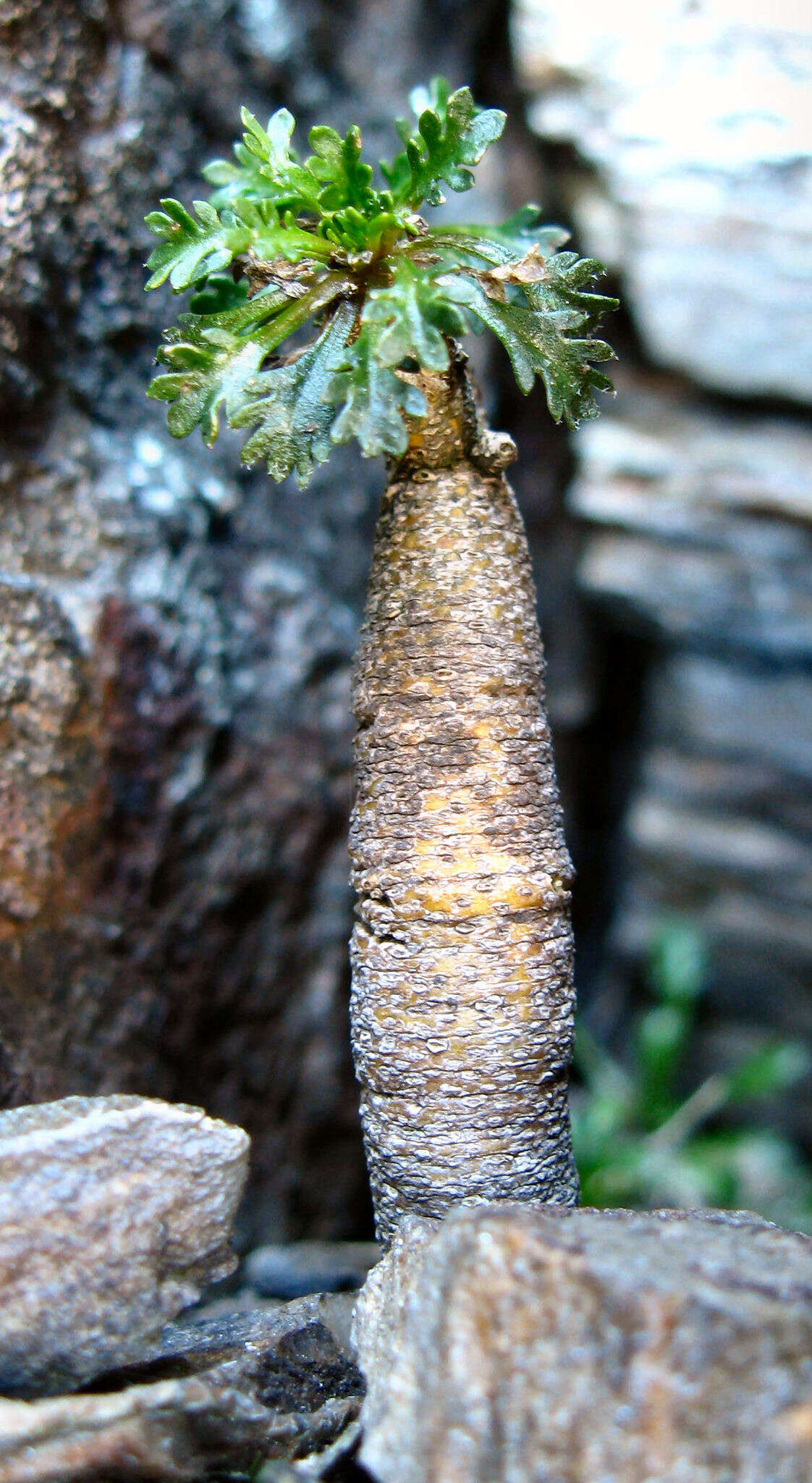 Слика од Pachycladon novae-zelandiae (Hook. fil.) Hook. fil.