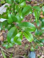 Eugenia biflora (L.) DC. resmi