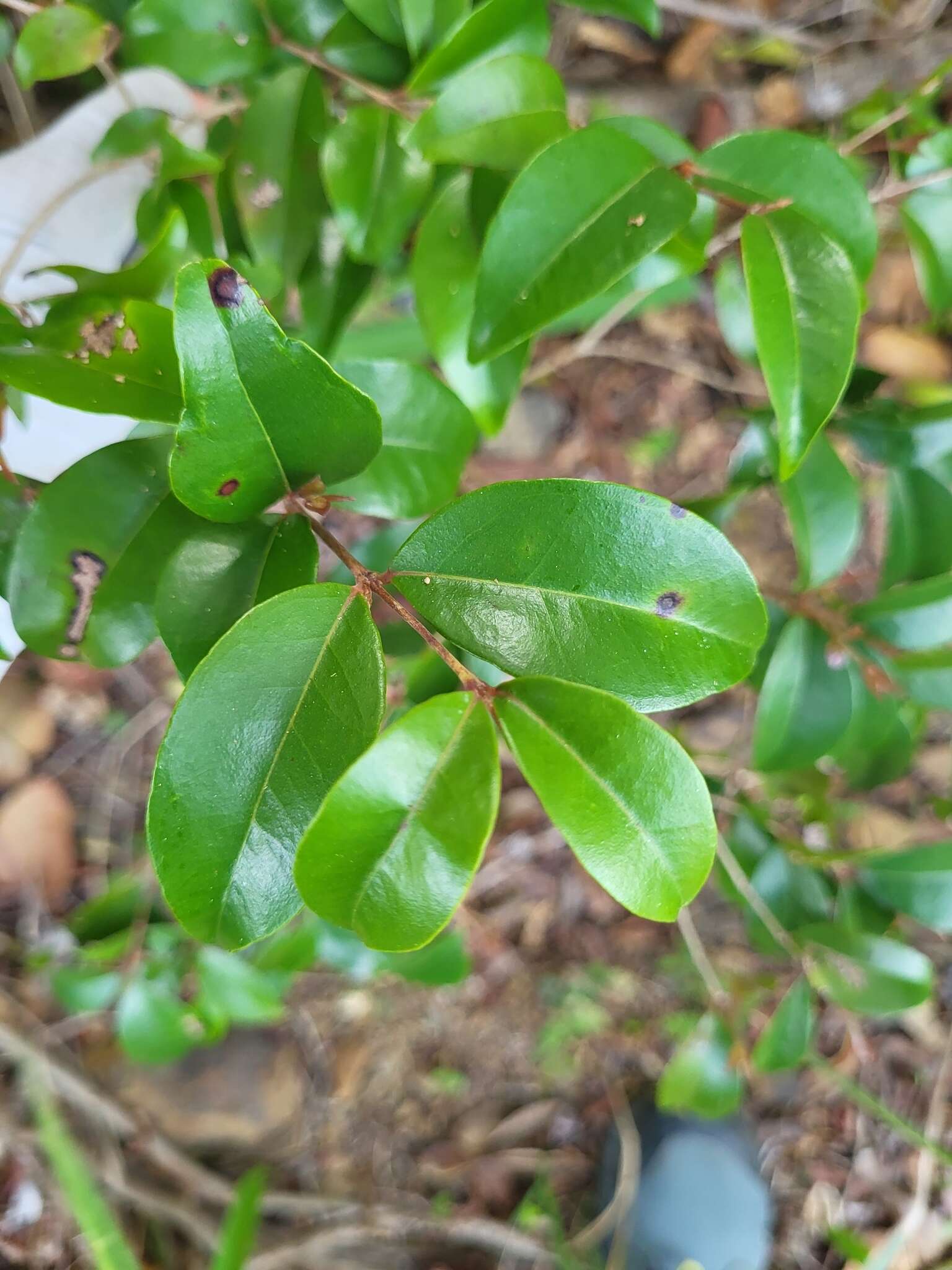 Eugenia biflora (L.) DC. resmi