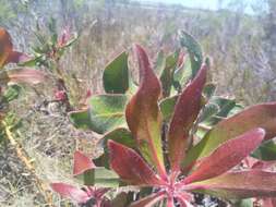 Imagem de Protea foliosa Rourke