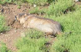 Imagem de Marmota sibirica (Radde 1862)