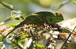 Image of Will's chameleon