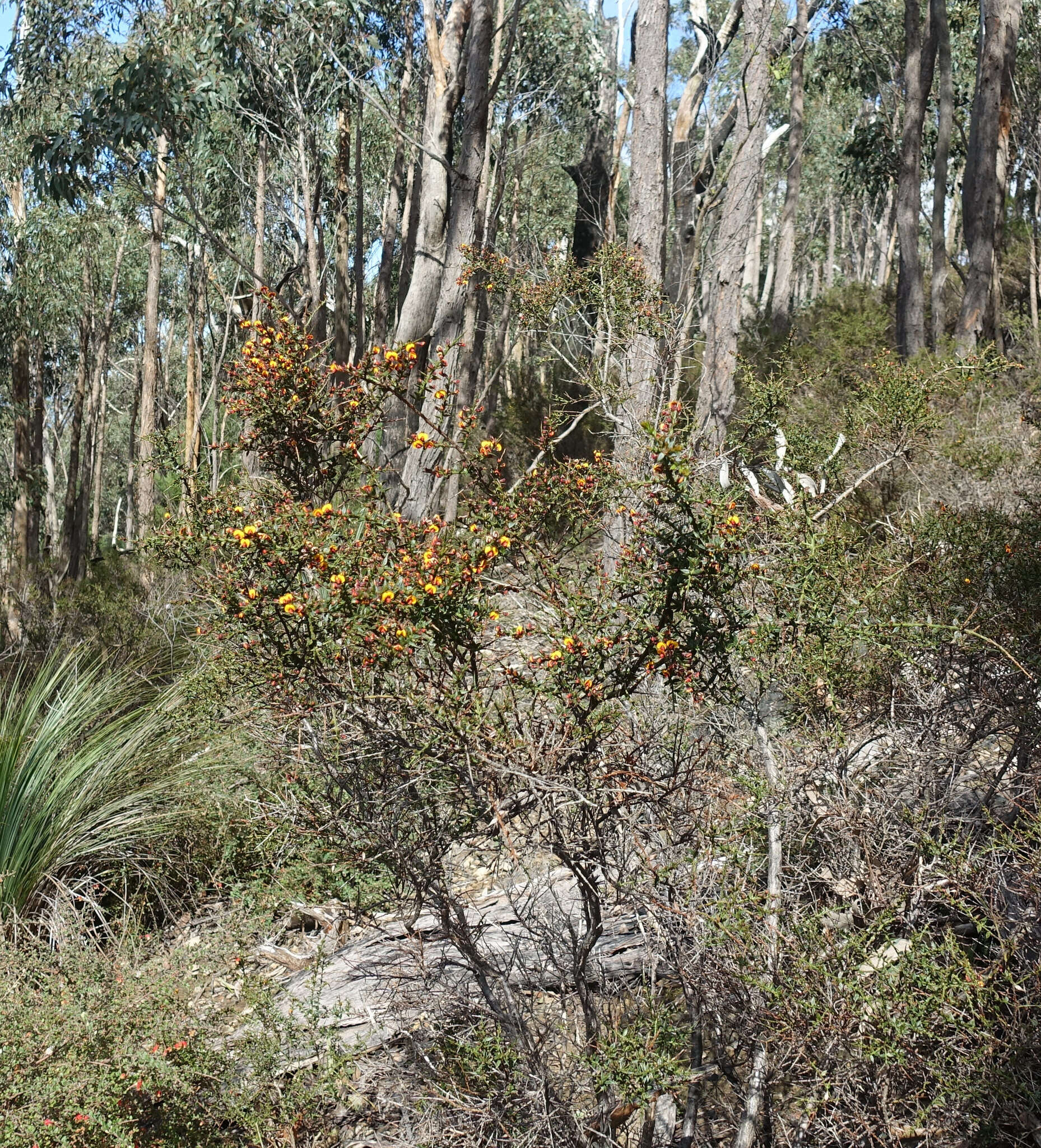 Image of <i>Daviesia ulicifolia</i> subsp. <i>ruscifolia</i>