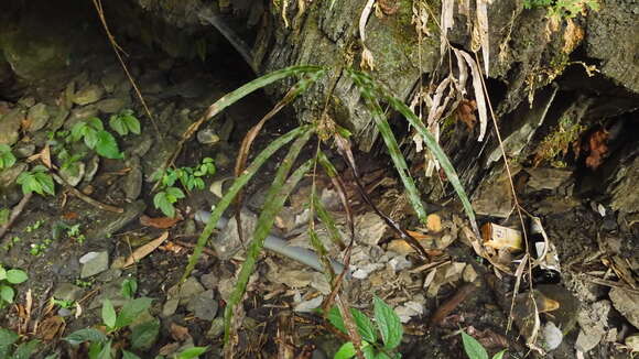 Image of Pteris longipinna Hayata