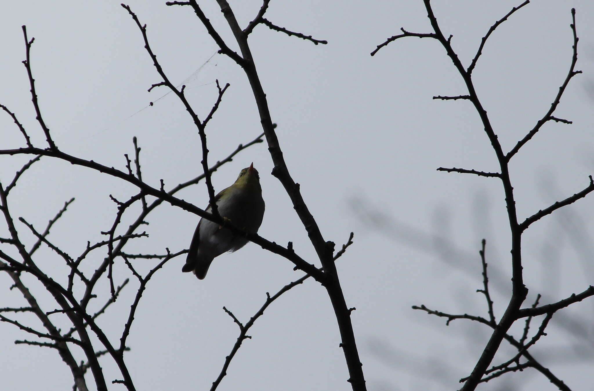 Image of Wood Warbler