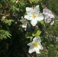 Image de Rubus neomexicanus A. Gray