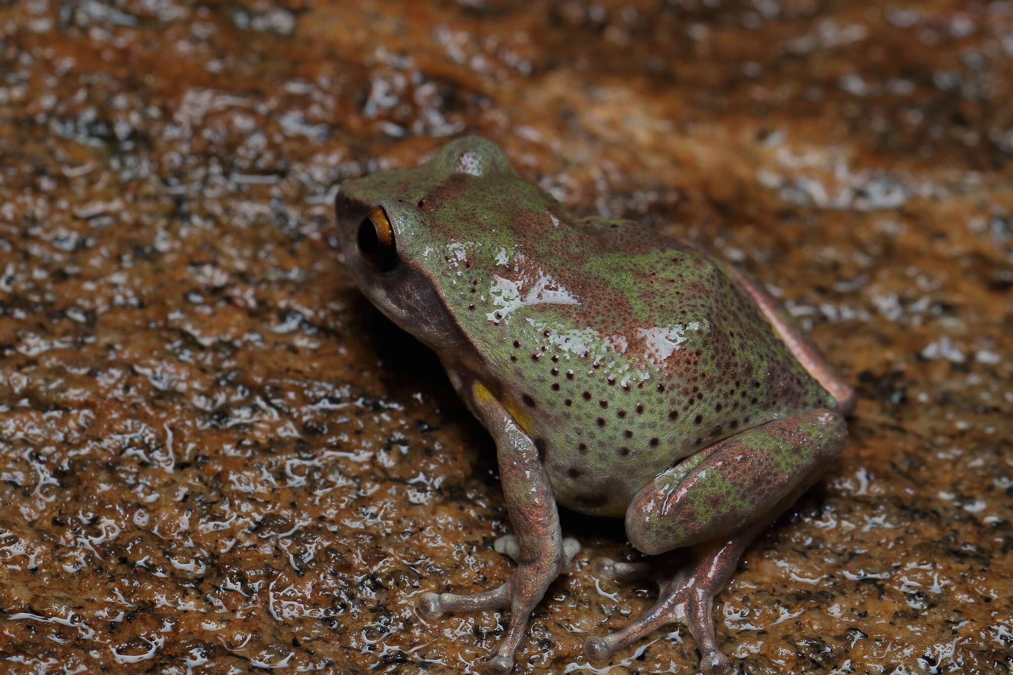 Image of Koadaikanal Bush Frog