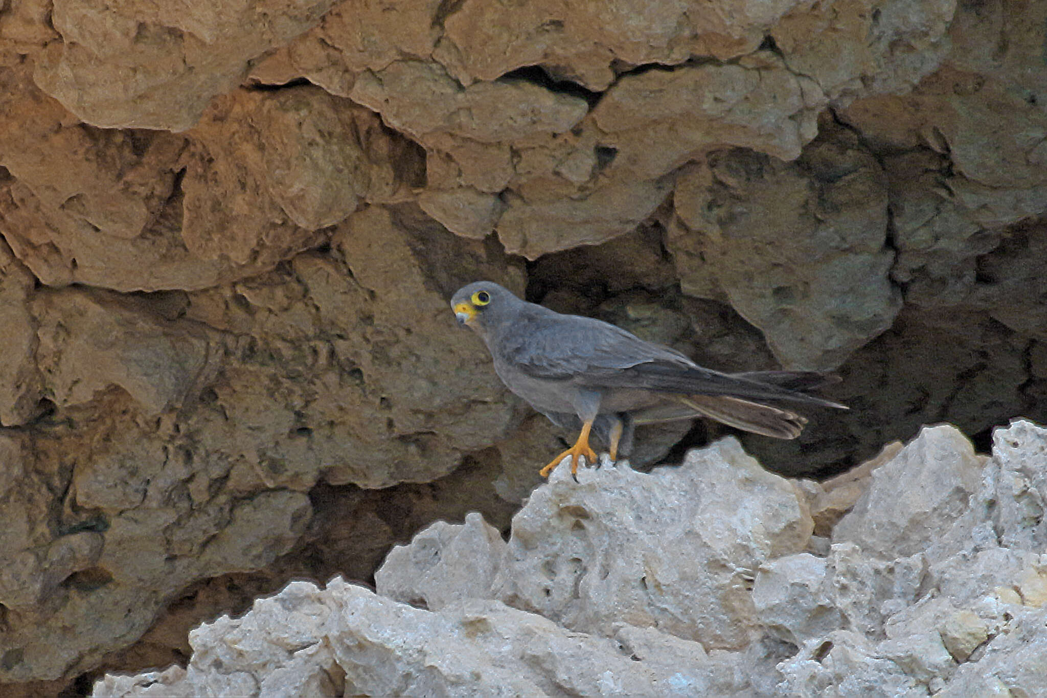 Image of Sooty Falcon