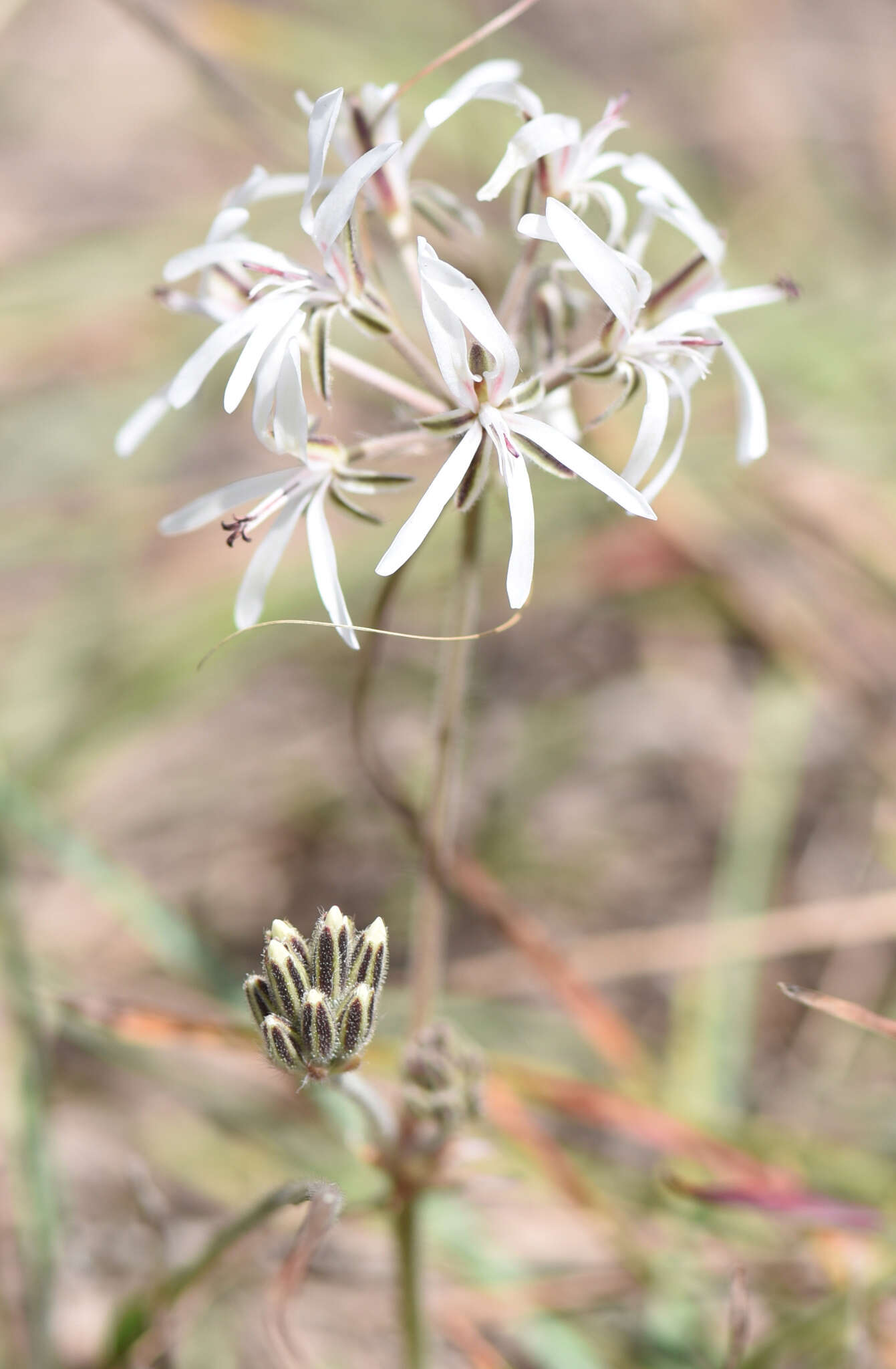 Image of Pelargonium auritum subsp. carneum (Harv.) J. J. A. V. D. Walt