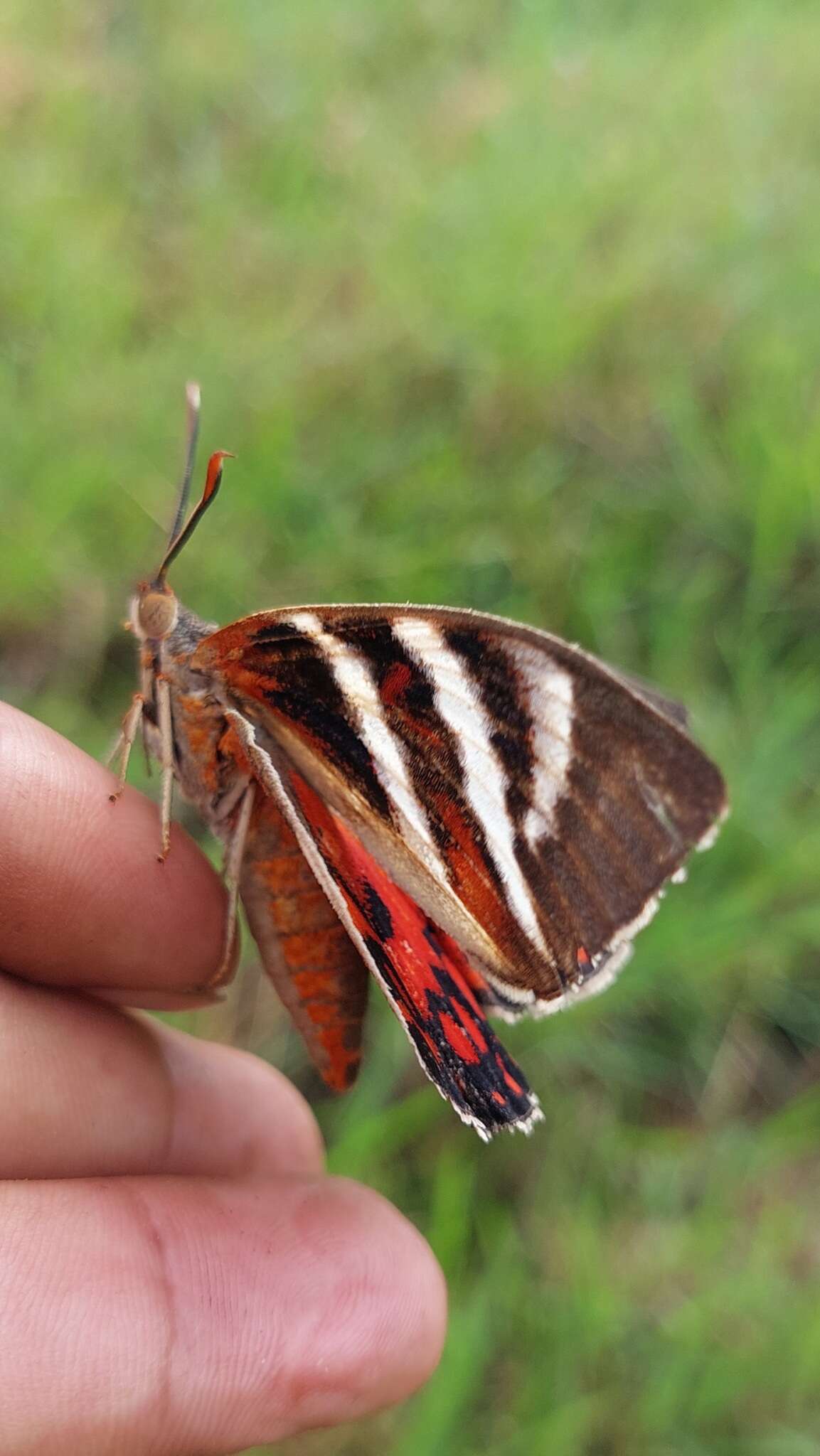 Image of Castnia invaria