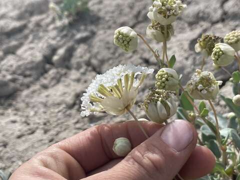 Image of clay sand verbena