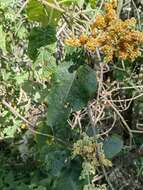 Image of Buddleja skutchii Morton