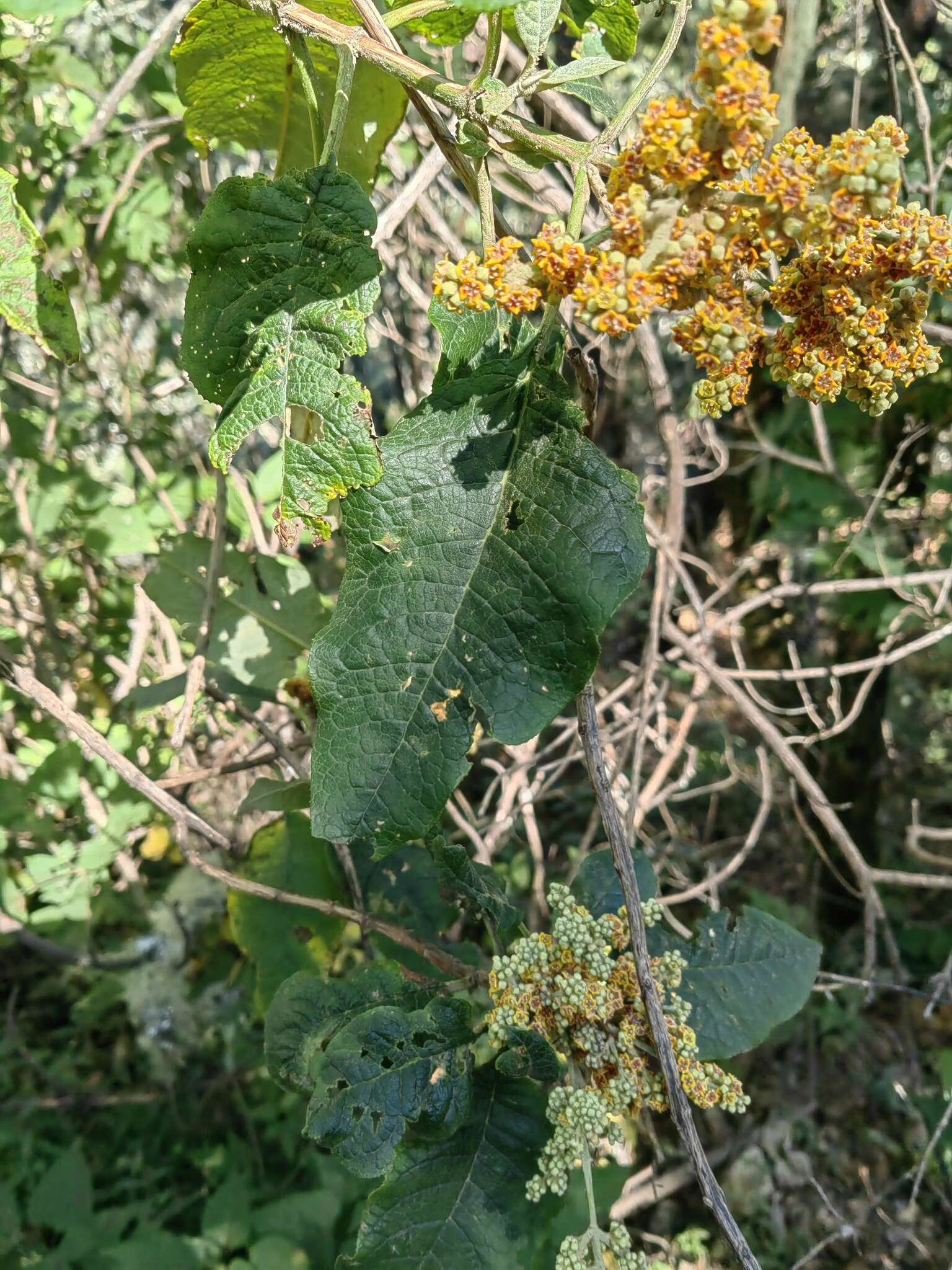 Image of Buddleja skutchii Morton