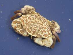 Image of knobkneed crestleg crab