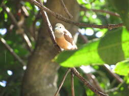 Image of Pale-headed Munia