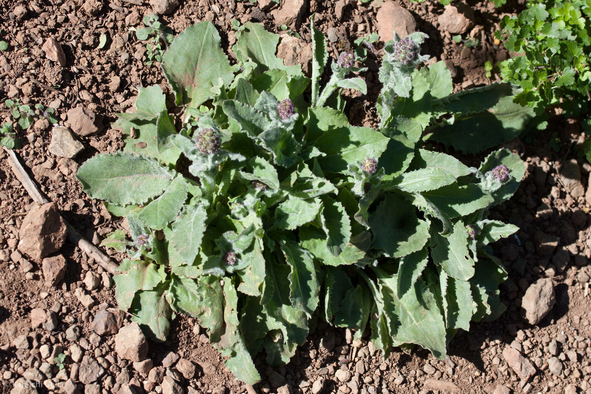 Image of rayless ragwort