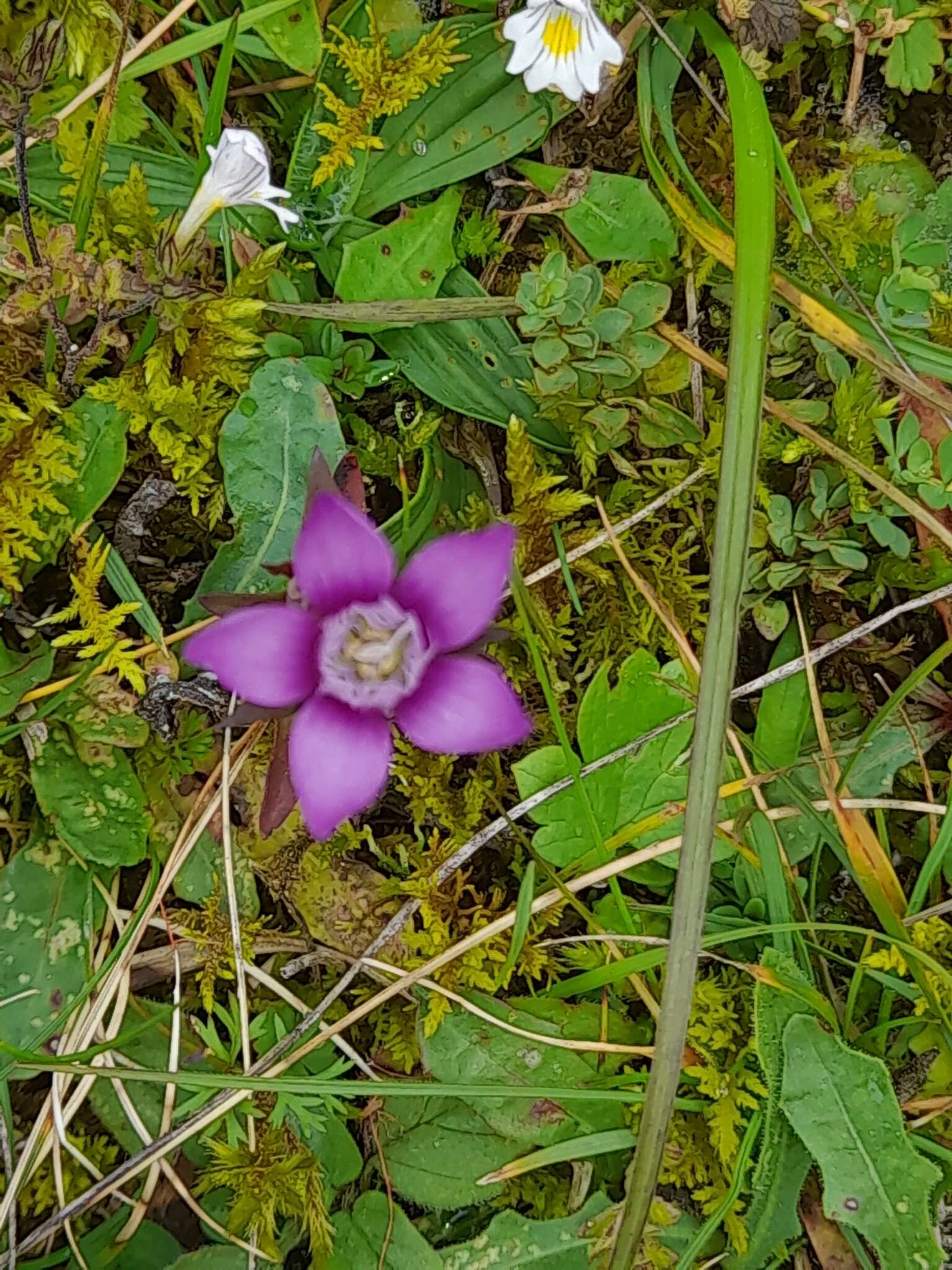 Imagem de Gentianella germanica (Willd.) E. F. Warburg