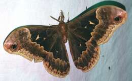 Image of Tulip-tree Silkmoth