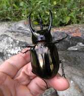 Image of Chalcosoma atlas keyboh Nagai 2004