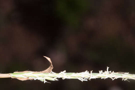 Image of French Oat-grass