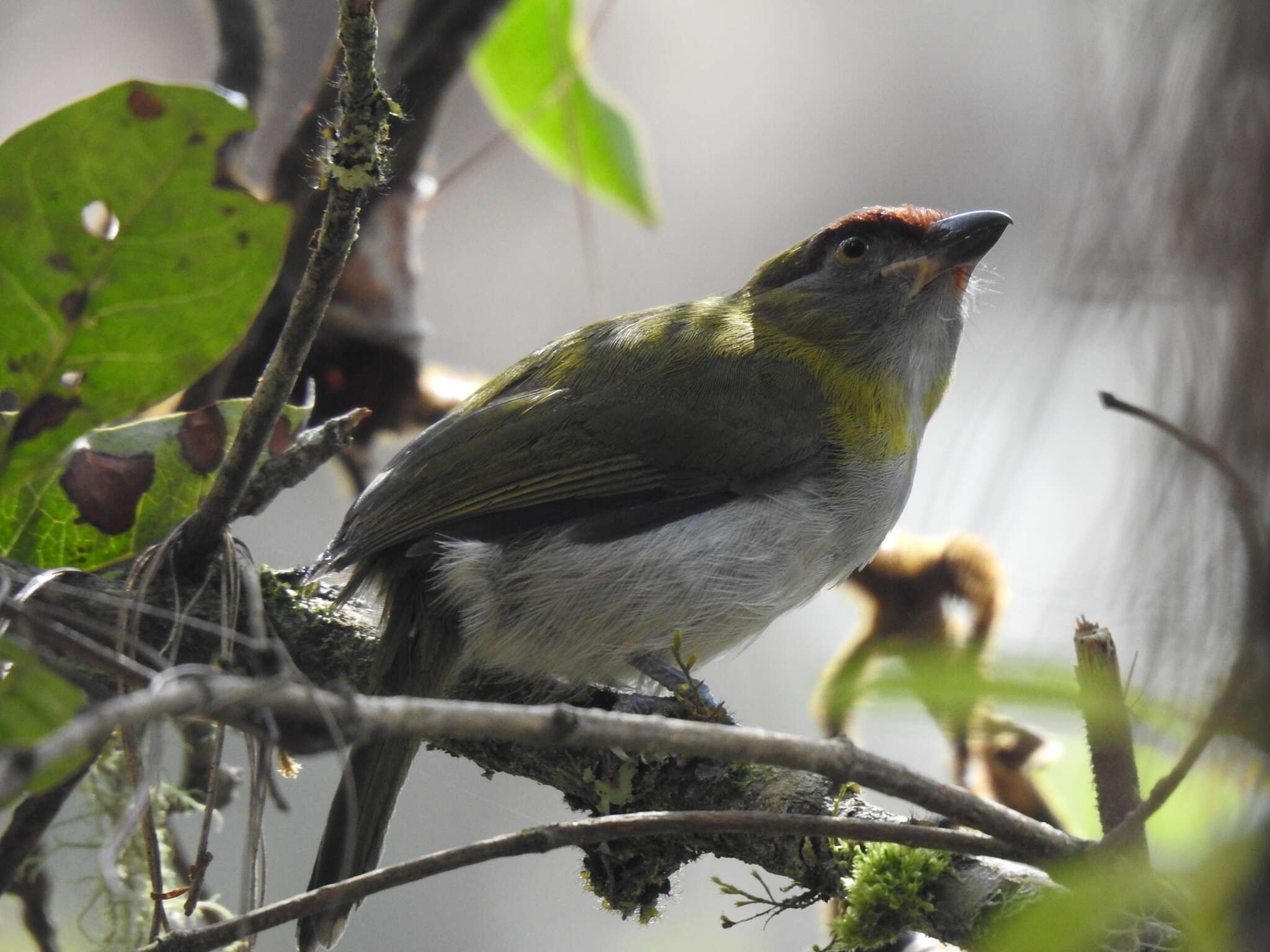 Plancia ëd Cyclarhis nigrirostris Lafresnaye 1842