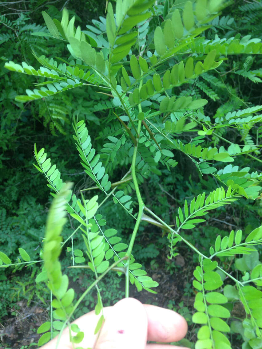 Plancia ëd Gleditsia triacanthos L.