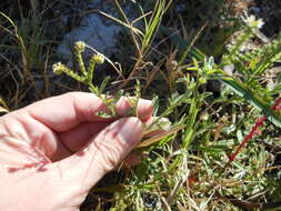 صورة Euploca procumbens (Mill.) Diane & Hilger