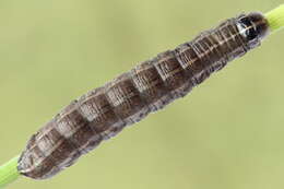 Image of hedge rustic