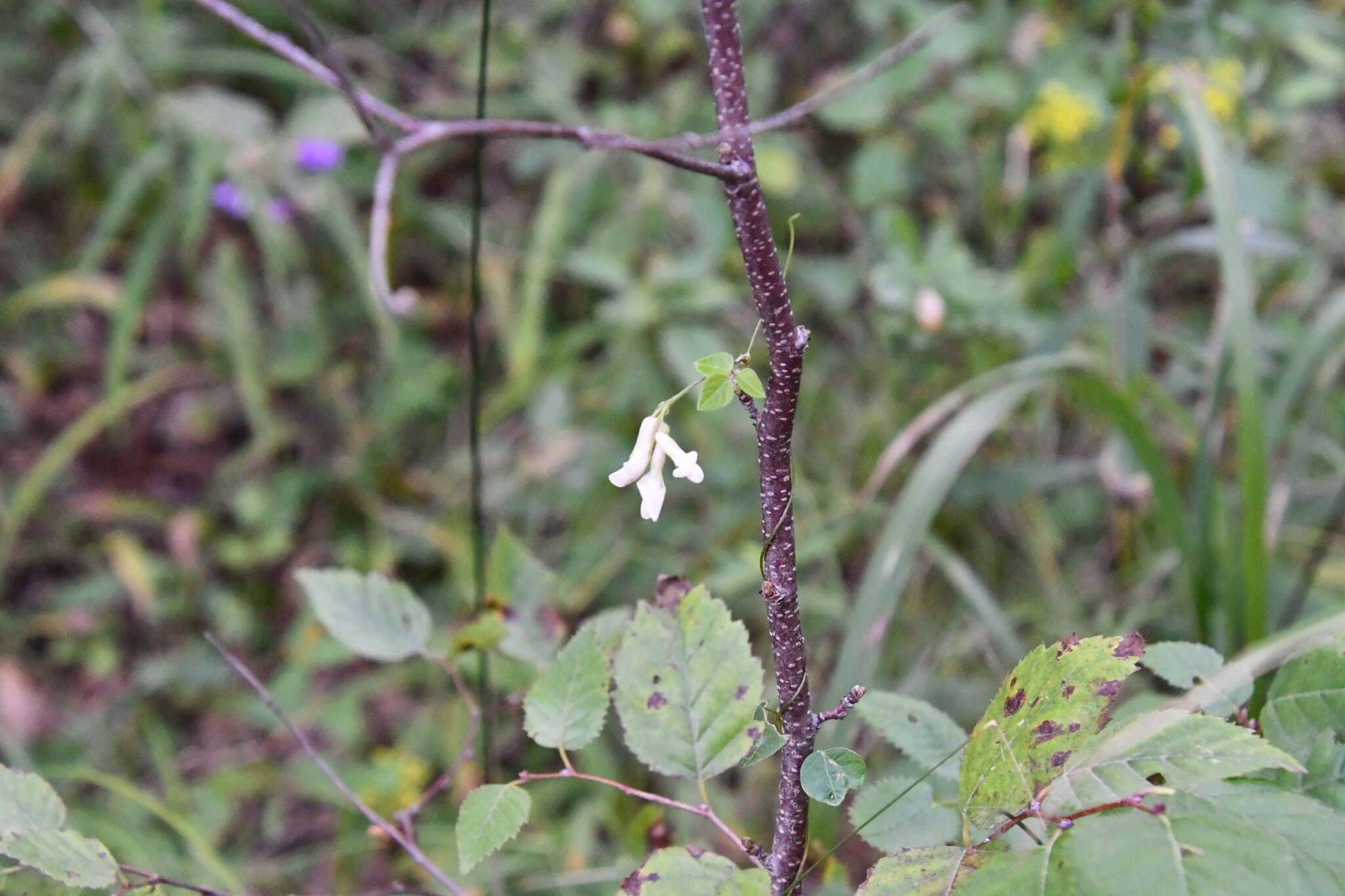 Image of Amphicarpaea bracteata subsp. edgeworthii (Benth.) H. Ohashi