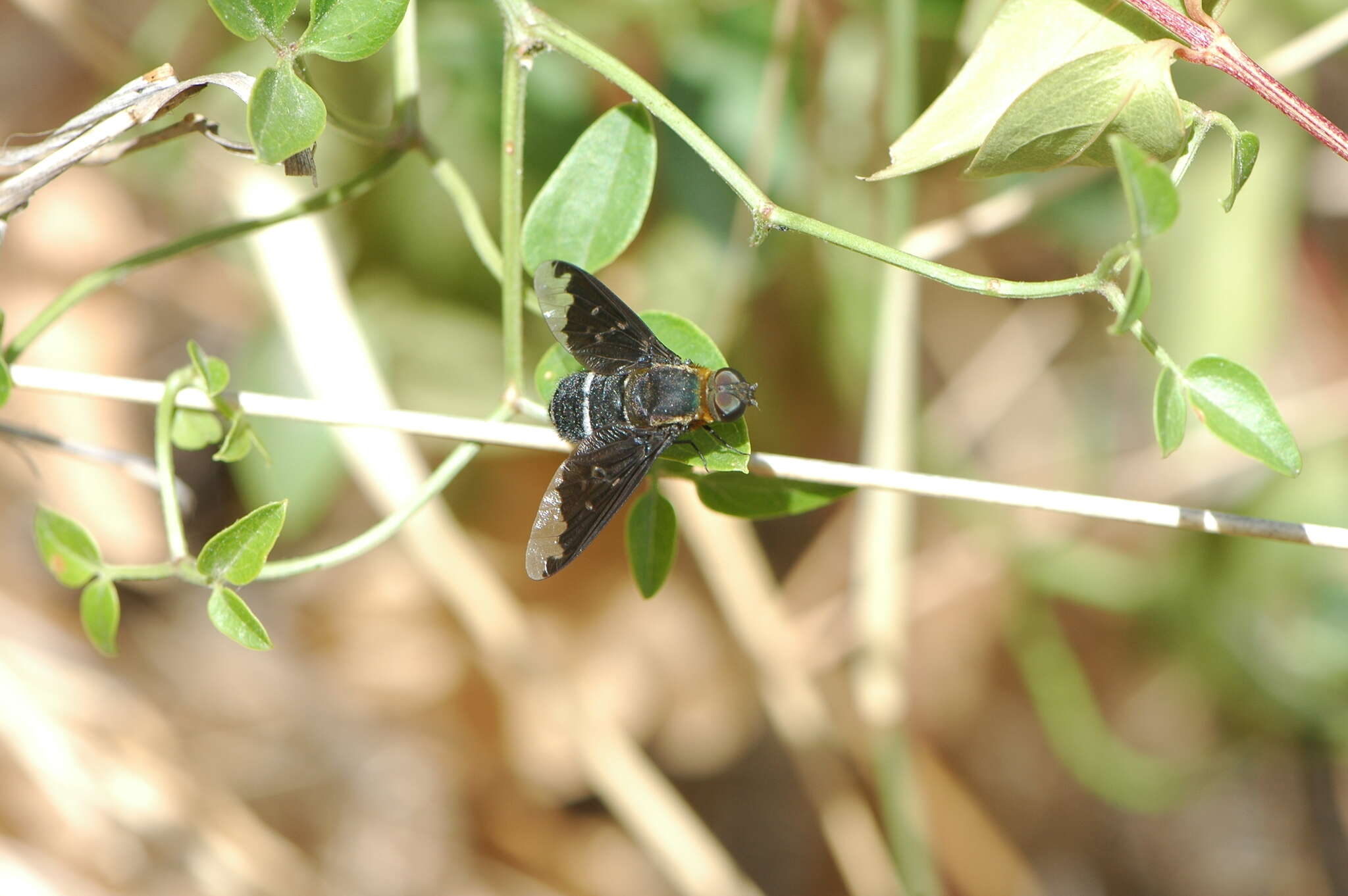 Image of Hemipenthes velutina (Meigen 1820)