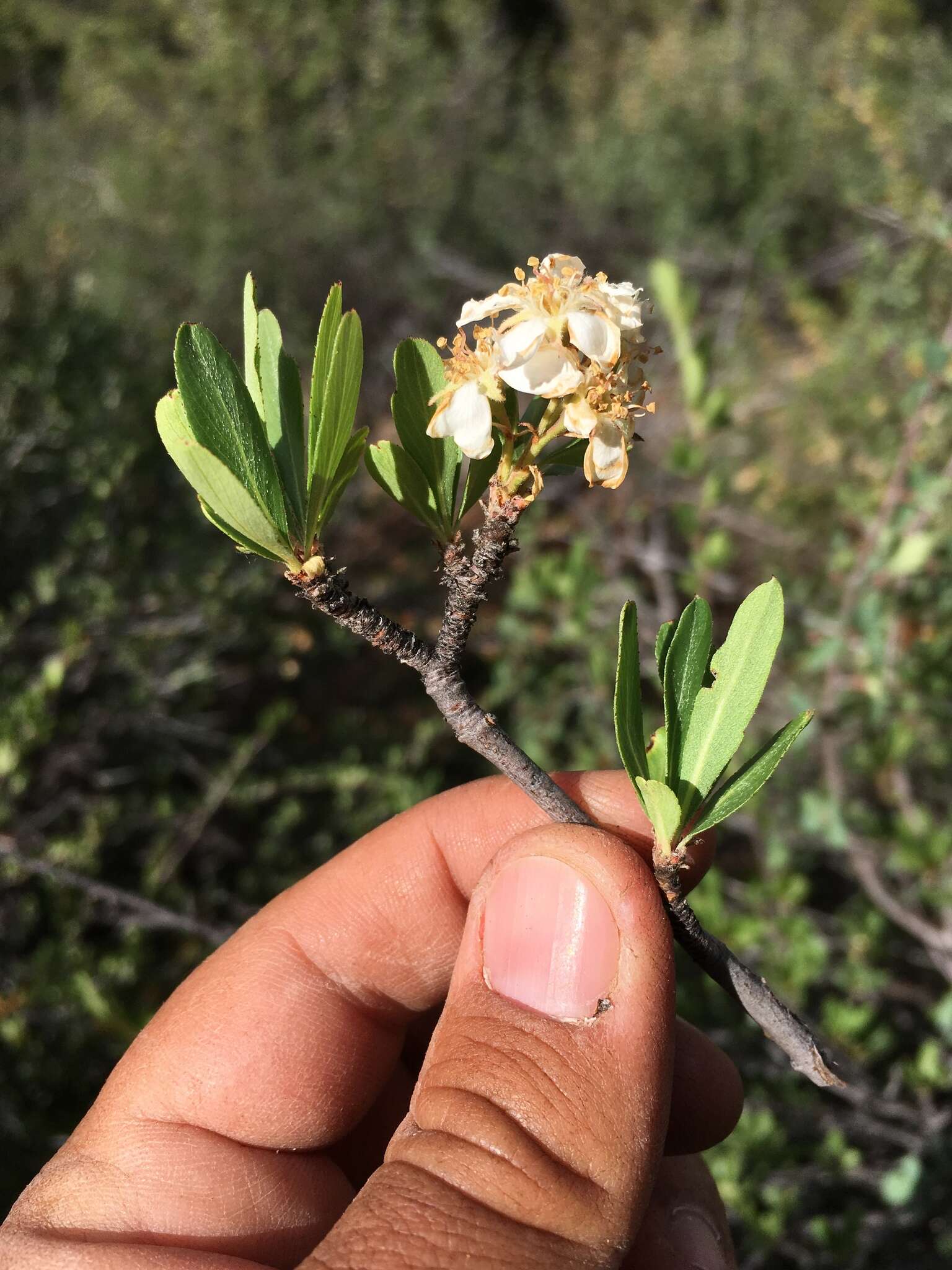 Peraphyllum ramosissimum Nutt. ex Torr. & Gray的圖片