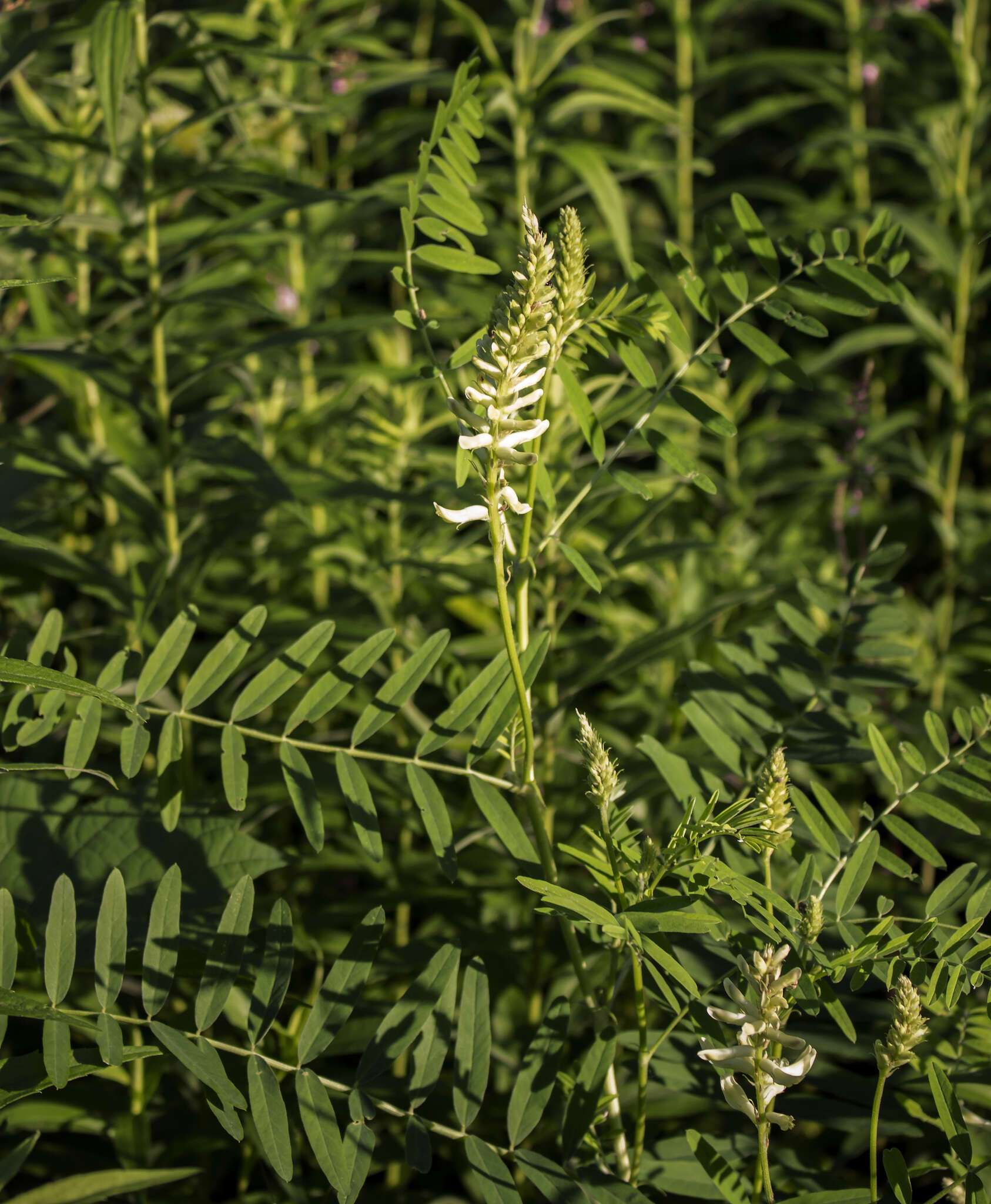 Astragalus canadensis L.的圖片