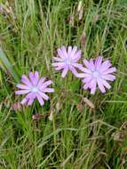 Lactuca perennis L. resmi