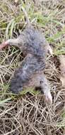 Image of Baird's Pocket Gopher