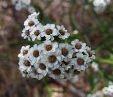 Image of Ixodia achillaeoides subsp. alata