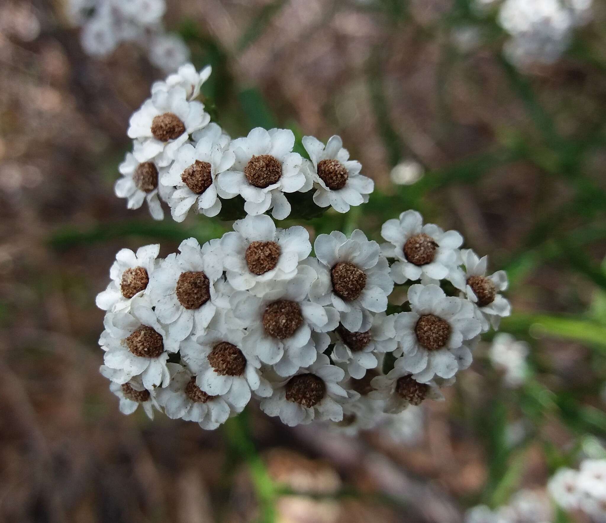 صورة Ixodia achillaeoides subsp. alata